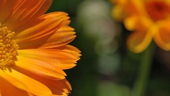 Calendula: come usarla?