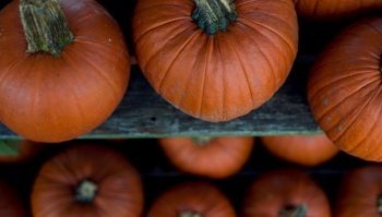 Zucca: proprietà, benefici e calorie del prodotto