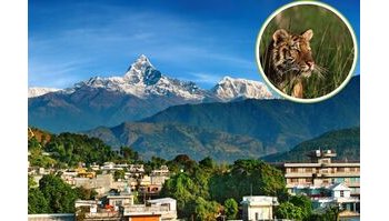 Nepal: un successo nella conservazione delle tigri si confronta con il rischio per la sicurezza umana