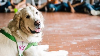 Pet therapy: cos'è, come funziona e a cosa serve