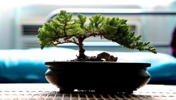 Bonsai: prezzi, significato e come prendersene cura nel modo migliore