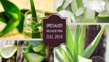 Benefici dell'aloe vera: la proposta di EBI per Natale