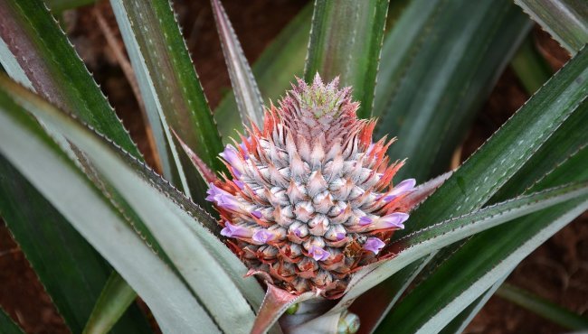 Pianta di Ananas in vaso: dove tenerla e come curarla 