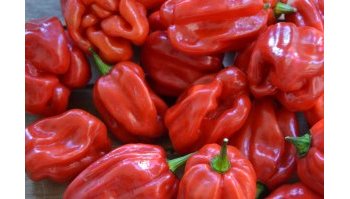 Habanero: come coltivare il peperoncino in balcone