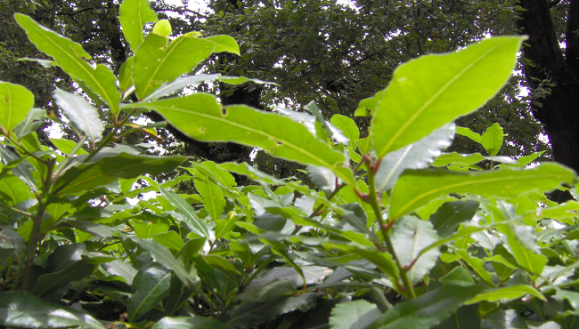 Alloro: benefici, proprietà e usi della pianta aromatica
