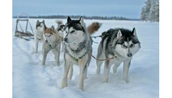 Il governo canadese si scusa per il massacro di 20.000 cani da slitta Inuit: 45 milioni per la riconciliazione
