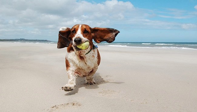 Come portare il cane in spiaggia: tutto quello che c'è da sapere