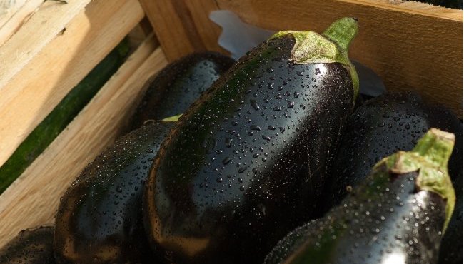 Melanzane: proprietà, benefici e calorie