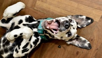 Dalmata: carattere e prezzo