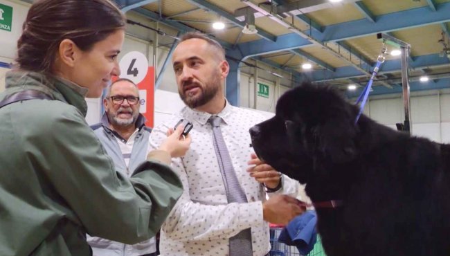 Anomalie nel mondo dei cani di razza: doping, pedigree falsi e pericoli da scoprire