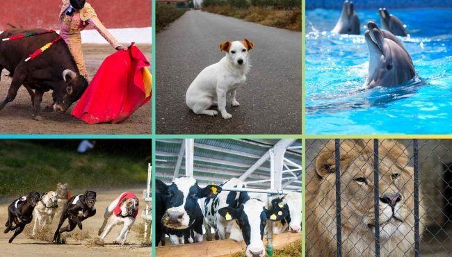 Animali e diritti: i traguardi del 2024 che aprono alla speranza per il futuro