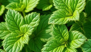 Iperico: pianta tappezzante fiorita e sempreverde per il tuo giardino
