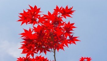 Acero rosso: varietà, prezzo, come coltivarlo