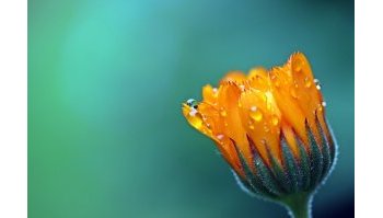 Calendula: caratteristiche, proprietà terapeutiche e effetti collaterali del fiore