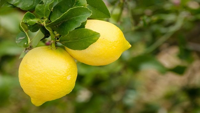 Benefici e proprietà del limone: soluzione naturale ai piccoli problemi quotidiani