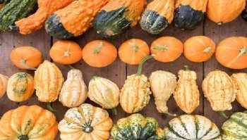 Ricette vegetariane a base di zucca: le migliori proposte