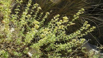 Origano, come coltivarlo sul balcone e metodi di conservazione