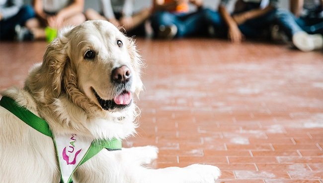 Pet therapy: cos'è, come funziona e a cosa serve