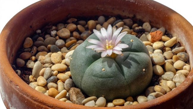 Peyote: cos'è? Effetti e usi