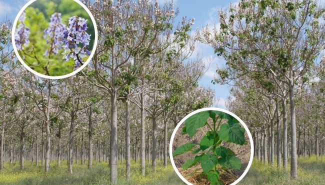 La paulownia: un albero dalle potenzialità sorprendenti e dai rischi sottovalutati