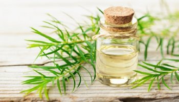 Tea tree oil: usi e prezzo