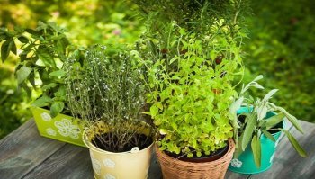 Come coltivare piante dell'orto in vaso 