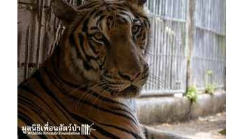 La liberazione di Susu: una tigre del Bengala trova la libertà dopo 15 anni di prigionia