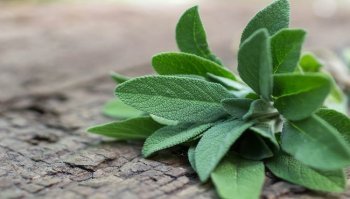 Salvia: caratteristiche, utilizzi e benefici