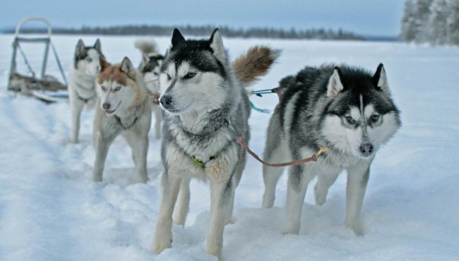 Il governo canadese si scusa per il massacro di 20.000 cani da slitta Inuit: 45 milioni per la riconciliazione