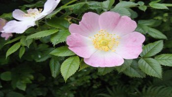 Rosa canina: caratteristiche e benefici per il corpo. Potentilla ci racconta la pianta