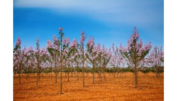 Paulownia, la pianta anti-smog: come riconoscerla e quanta Co2 assorbe