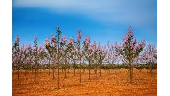 Paulownia, la pianta anti-smog: come riconoscerla e quanta Co2 assorbe