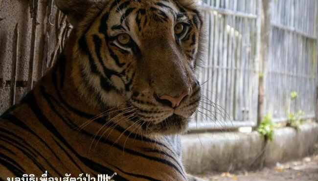 La liberazione di Susu: una tigre del Bengala trova la libertà dopo 15 anni di prigionia