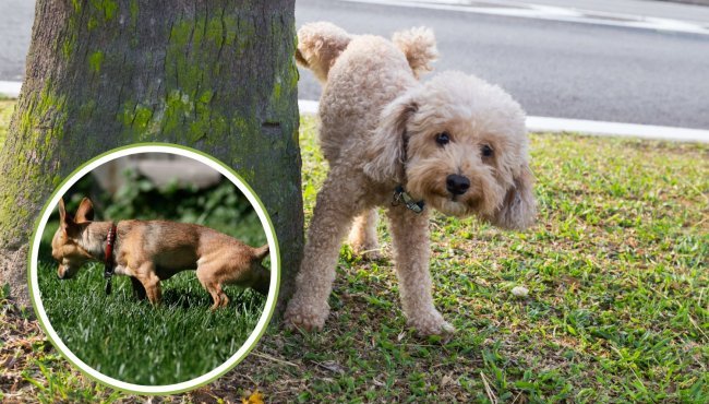Il comportamento urinario nei cani: perché alcuni non alzano la zampa?