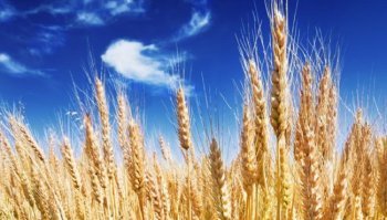 Agricoltura biologica: come funziona e quanto è salutare