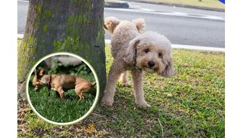 Il comportamento urinario nei cani: perché alcuni non alzano la zampa?