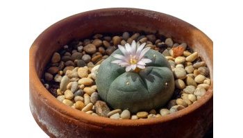 Peyote: cos'è? Effetti e usi