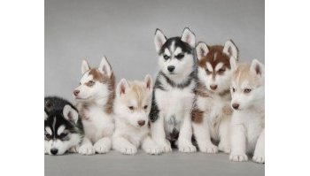 Alaskan Malamute: prezzo, colori e carattere