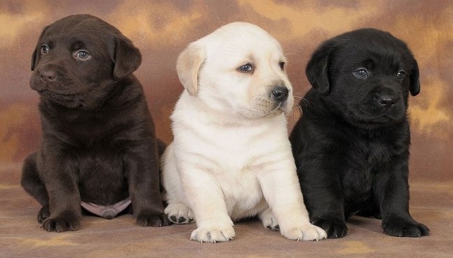 Labrador: caratteristiche, carattere e come addestrarlo. Tutto sul cane da salvataggio