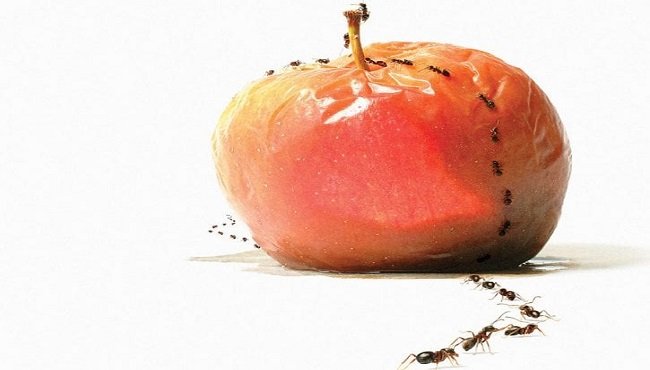 Rimedi naturali contro le formiche: come allontanarle senza pesticidi