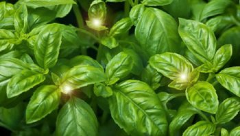 Come coltivare il basilico in balcone o in casa? Guida per la cura