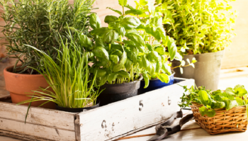 Erbe aromatiche: le migliori da coltivare sul balcone