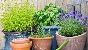 Piante da coltivare sul balcone: le migliori proposte