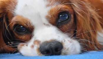 Cavalier king: prezzo e carattere