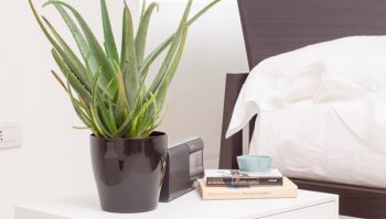 Come coltivare l'aloe vera in casa o sul balcone: modalità e consigli