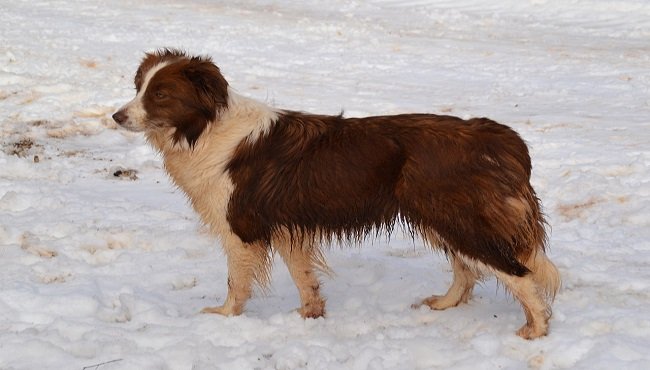 Border Collie: aspetto, caratteristiche e addestramento del cane