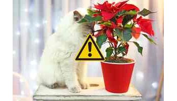 Attenzione ai nostri amici a quattro zampe: la Stella di Natale è tossica per cani e gatti