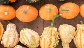 Ricette vegetariane a base di zucca: le migliori proposte