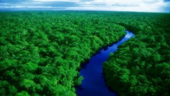 Foreste amazzonica: quanto si estende e perché è così importante?