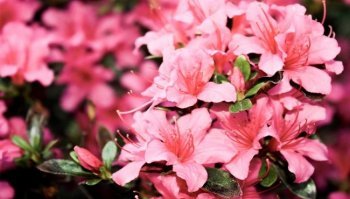 Azalea: come prendersi cura della pianta